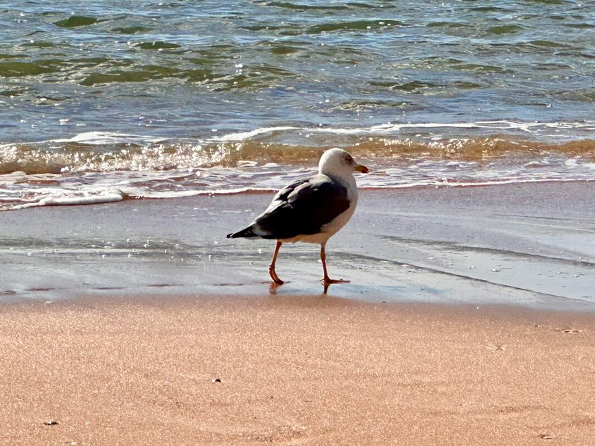 Ein Tag am Meer: Strandspaziergang in Albufeira