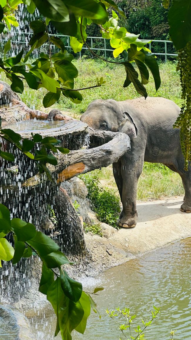 Voyage en Thaïlande et Elephant Haven