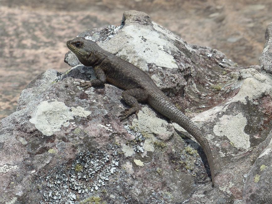 Brasilien, Nationalpark Diamantes Teil II