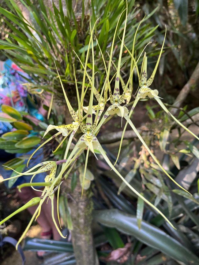 Orchidee ragno