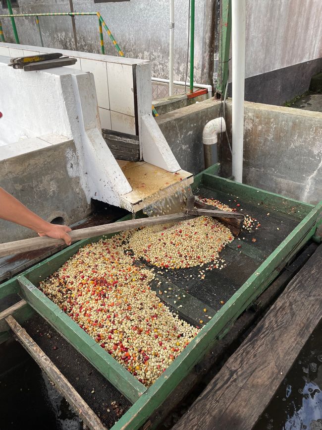 La Selva Negra - eine ökologisch geführte Kaffeefarm