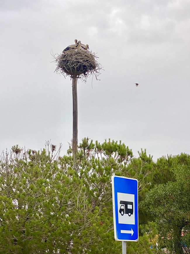 There are really a lot of storks in Portugal - here they are nesting at one of the very few "legal" motorhome parking spaces in Lagoa Formosa near Comporta 