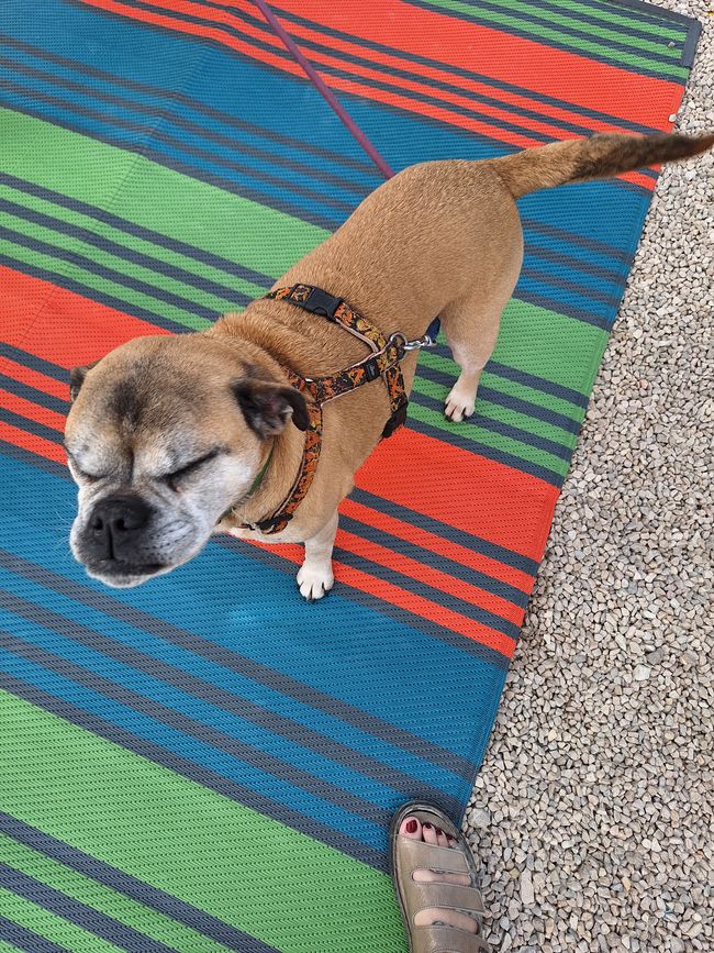 Cookie unser Wächter