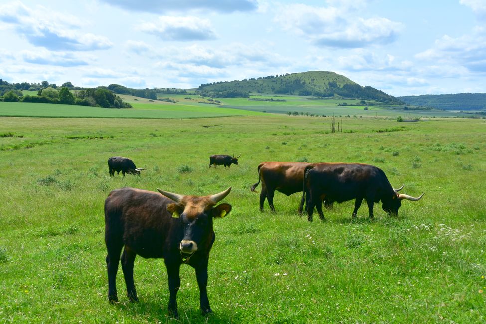* * * S E C H T A S A F A R I - der Auerochsenweg
bei Bopfingen * * *