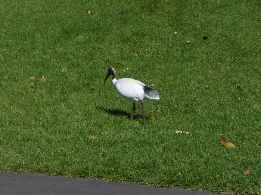 D'autres oiseaux