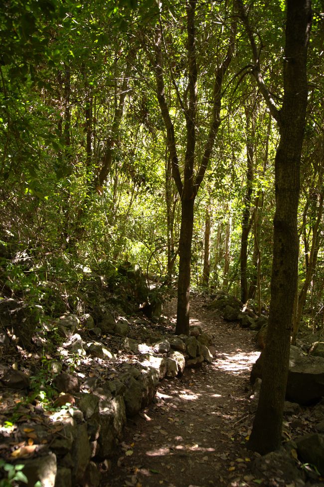 Los Tilos de Moya