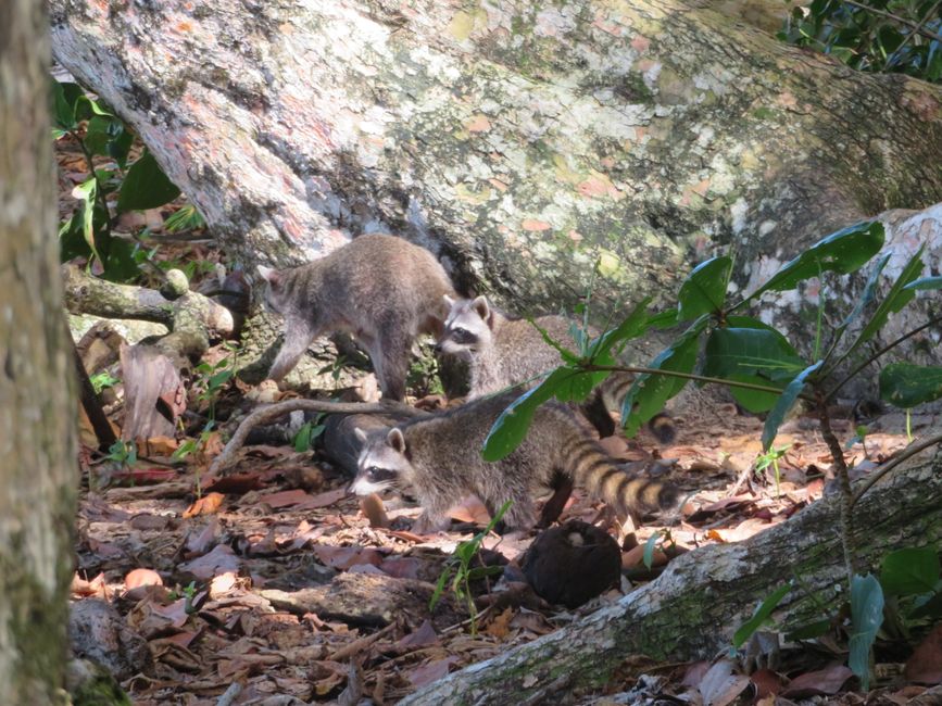 Raccoon mom
