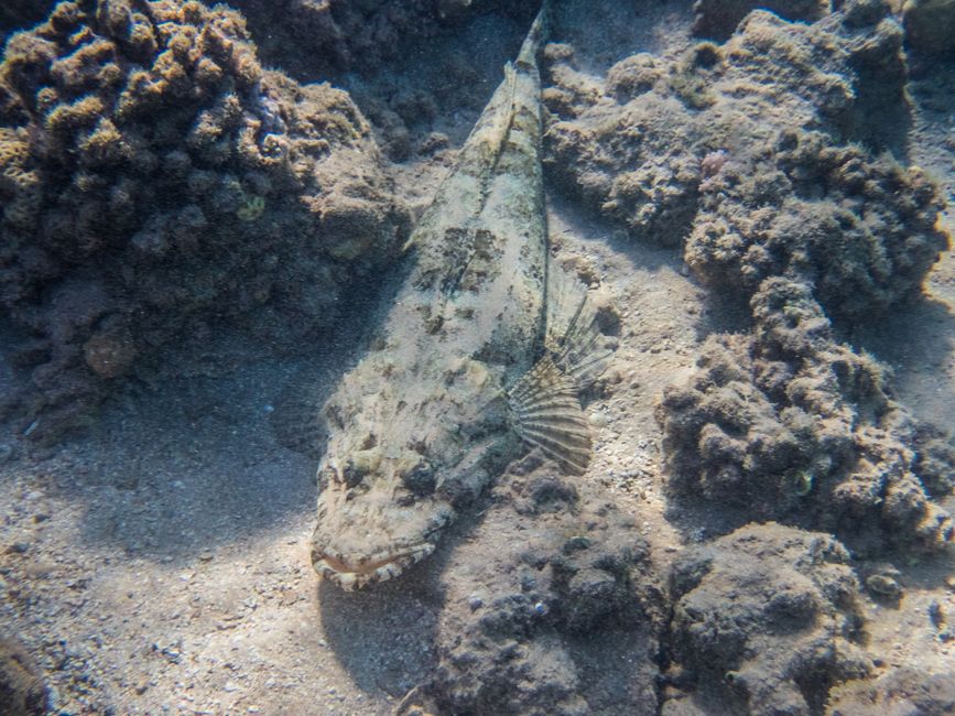 Poisson-crocodile