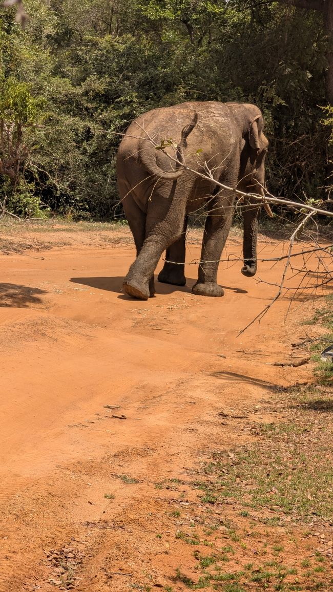 Safari rally yes or no?😉