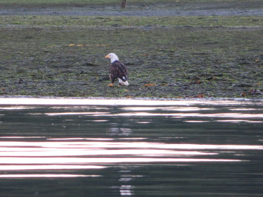 Weißkopfseeadler