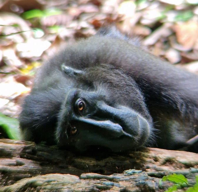 Tag 25/26 Tangkoko