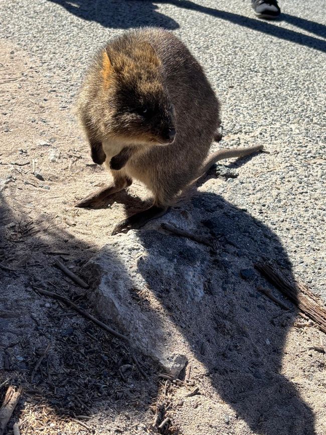 Rottnest Island