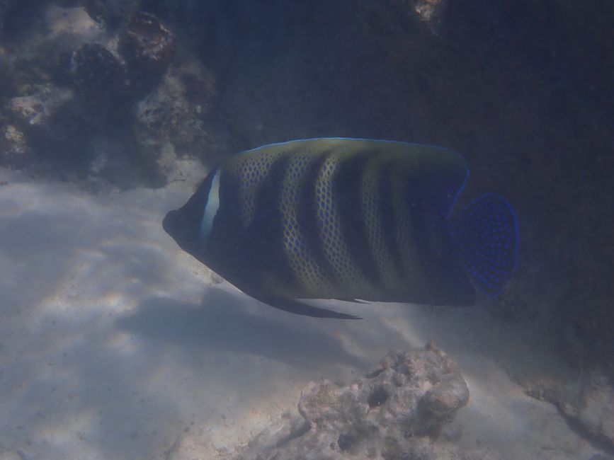 Cape Range NP - Turquoise Bay - Sixbar Angelfish / Sixbar angelfish