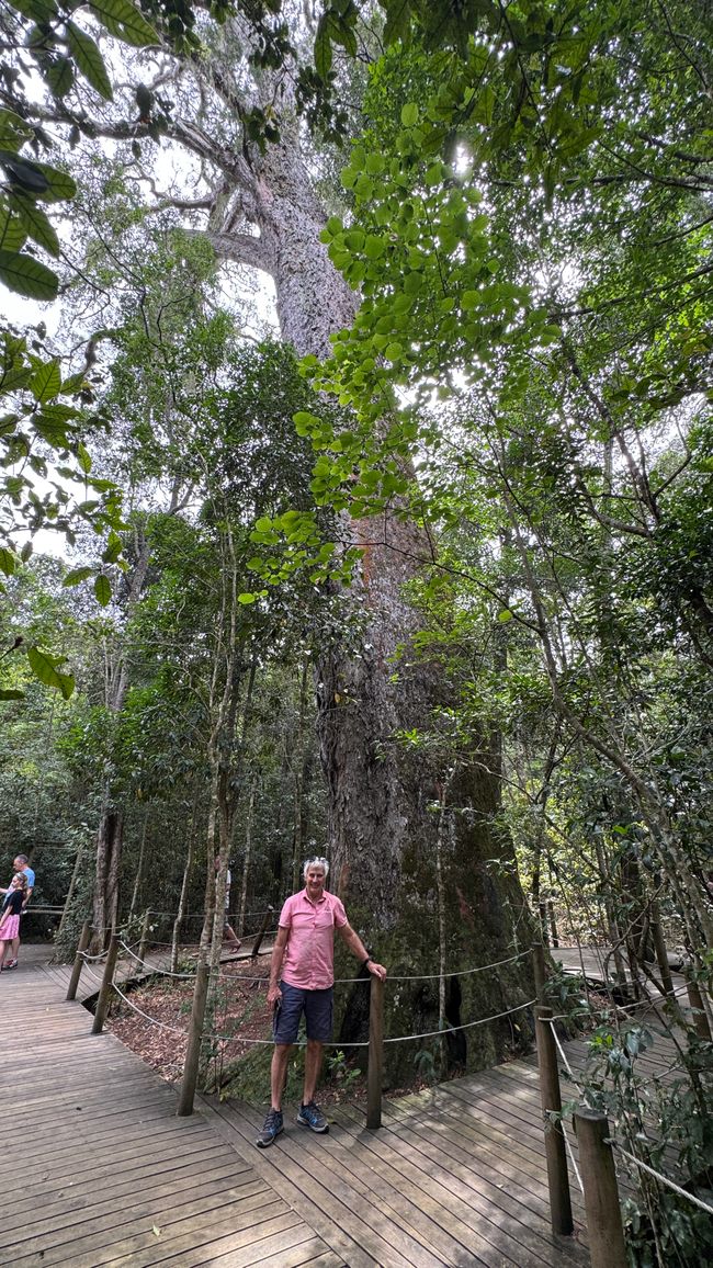 Big Trees Parco Nazionale Tsitsikamma