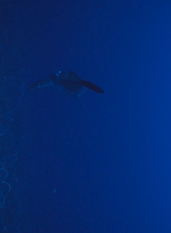 Mola Mola - Sunfish