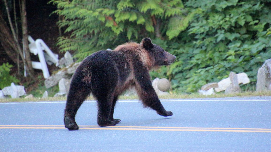 Day 26: Chilkoot River - a big bear show & photoshoot with 'Lulu'