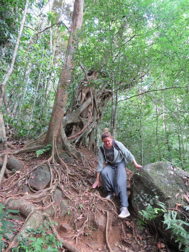 Sinharaja - l'ultima foresta pluviale dello Sri Lanka