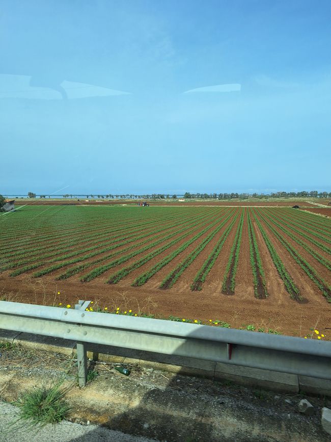 Cultivo de verduras 