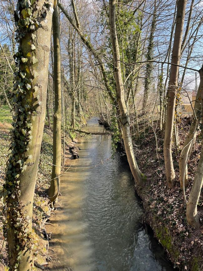 Un pequeño arroyo atraviesa el bosque ...