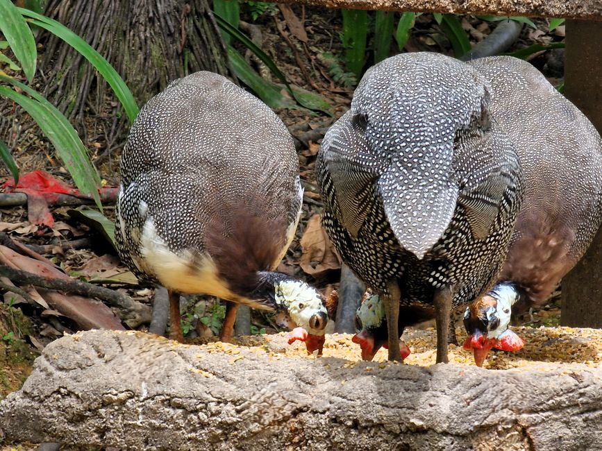 Bird Park