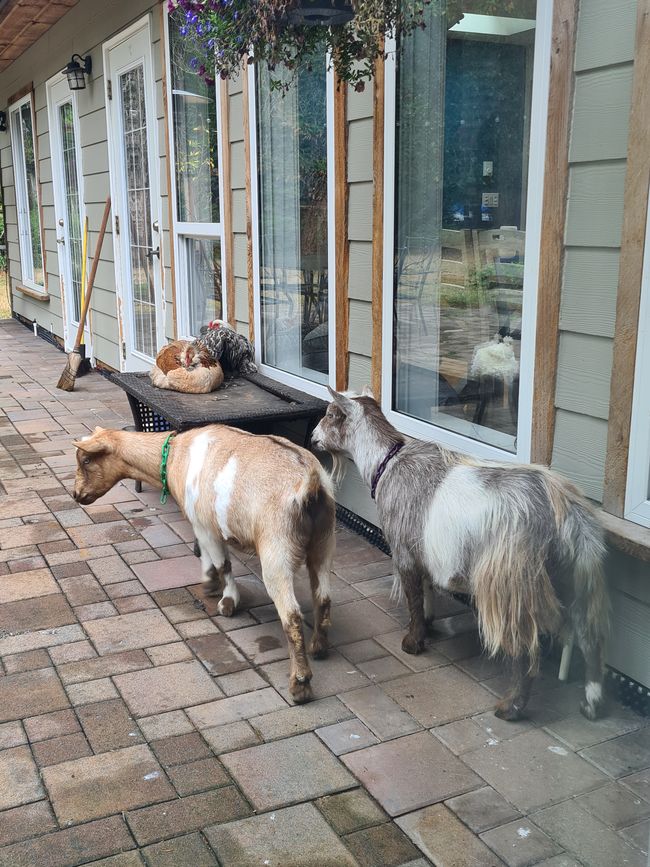 Chickens and goats outside our window