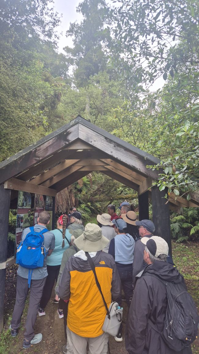 Whirinaki – Der Tag, an dem mich die Natur wieder gefunden hat