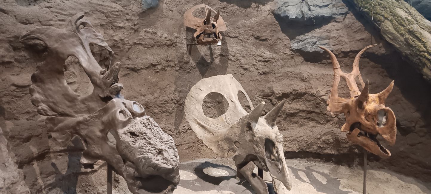 Museum of Natural History I