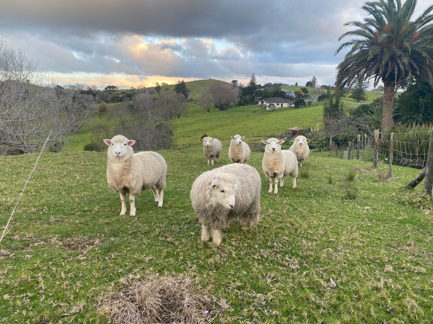 De whangarei à auckland