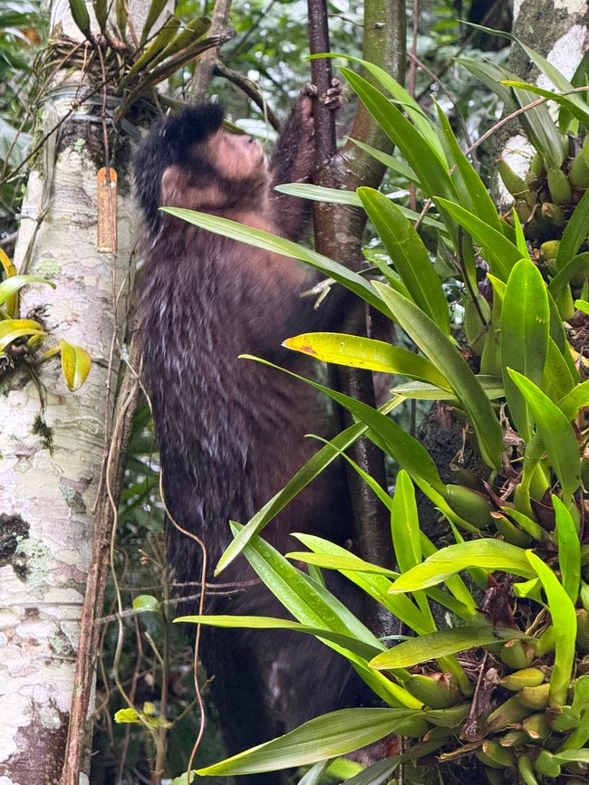 A monkey is climbing among dense tropical plants and tree trunks in a lush rainforest setting. The scene feels wild and humid, with the animal partly hidden by bright green leaves.
