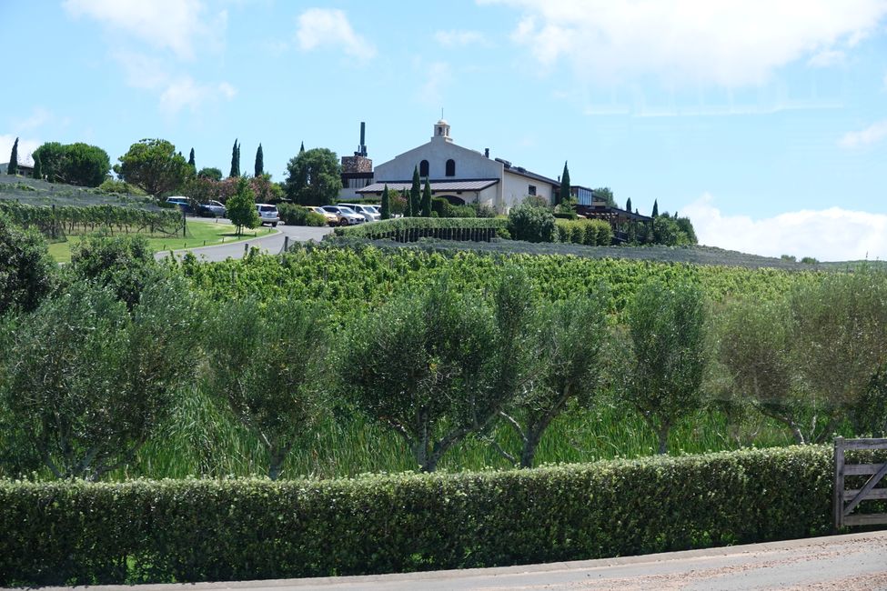 Vineyard Tantalus Estate