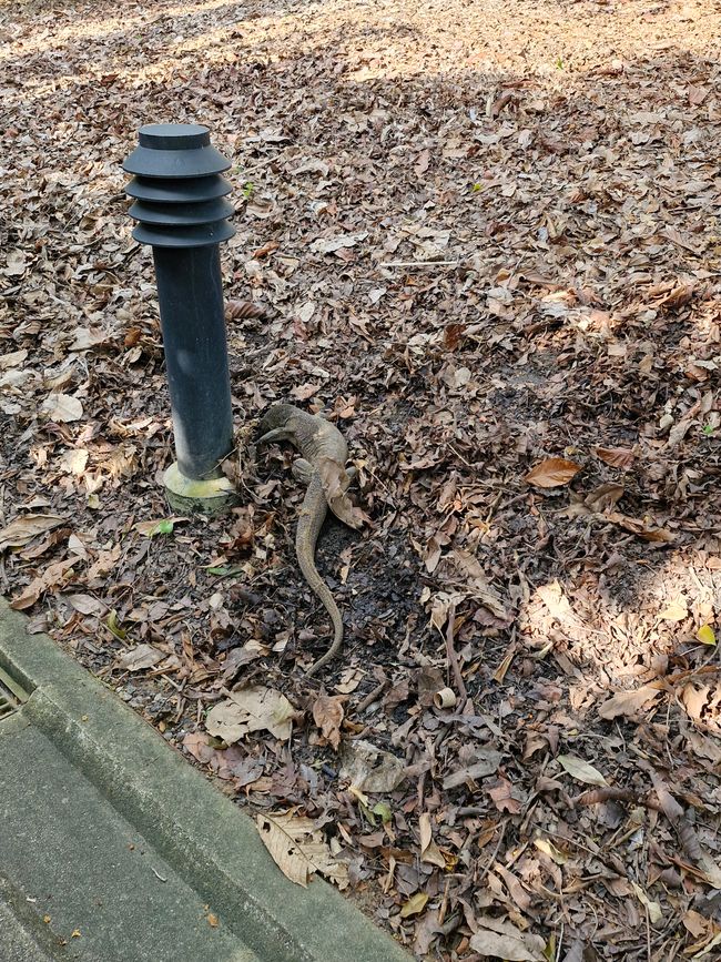 Echse chillt am Wegesrand