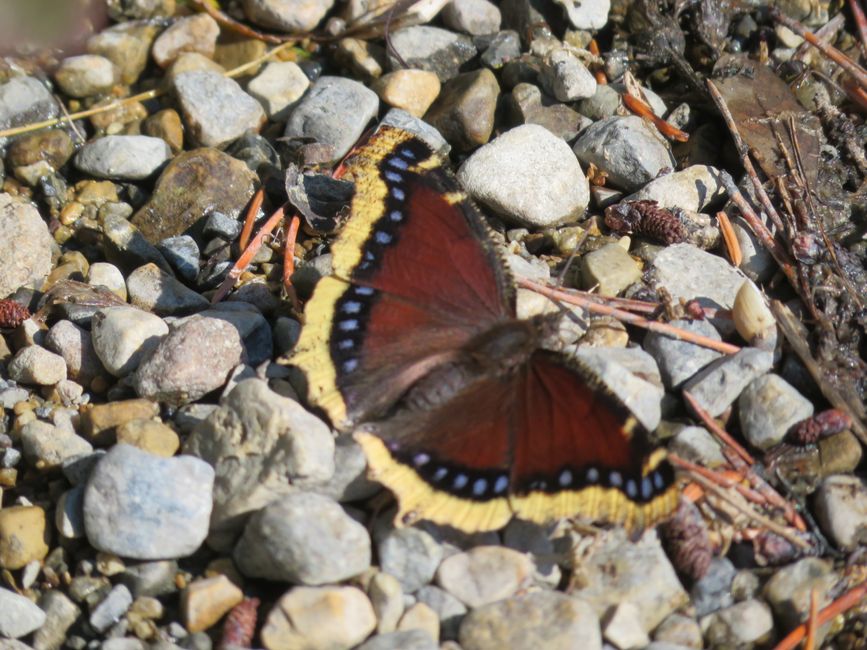 Schmetterling