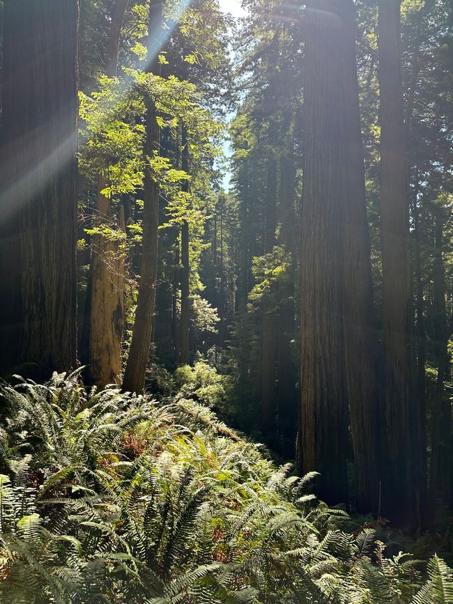 North Californian redwoods