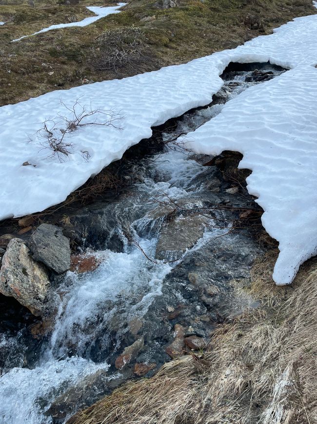 Wild blueberry fields in front of the snow-capped mountains