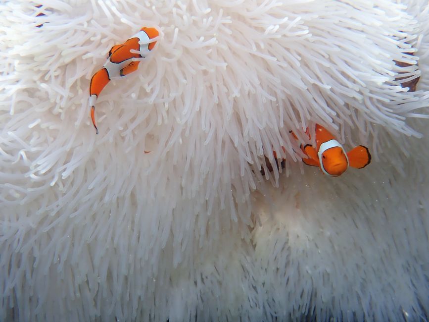 Great Barrier Reef