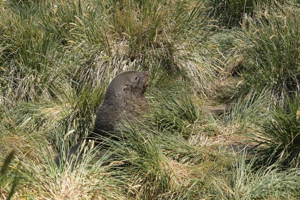 Seebär / Fur seal