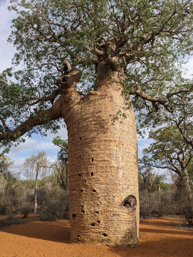 10.000 Jahre alter Baobab mit 10m Umfang