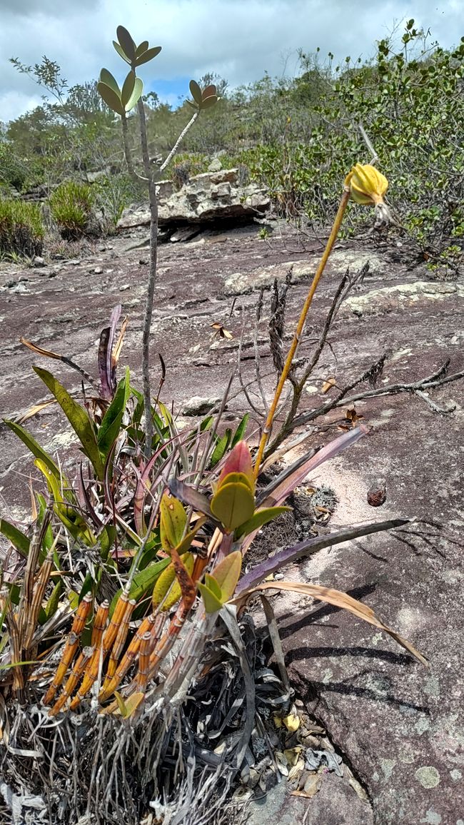 Parque Nacional Diamantes de Brasil Parte I