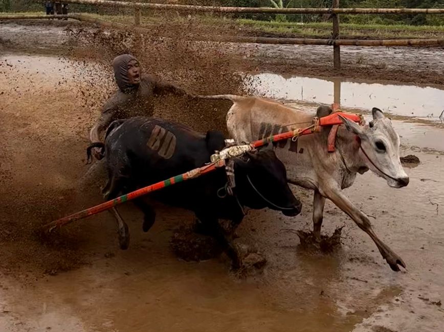 Pacu Jawi