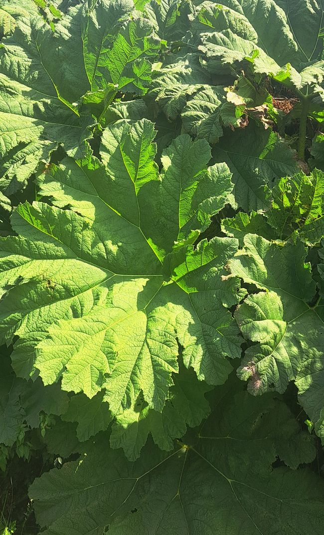 Secretgarden und Secretschoggi
