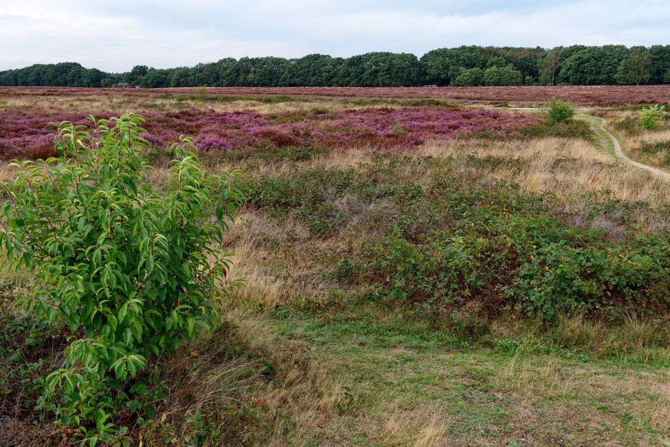 Radfahren in der Veluwe