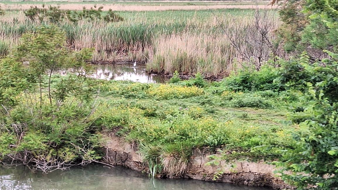 Camargue
