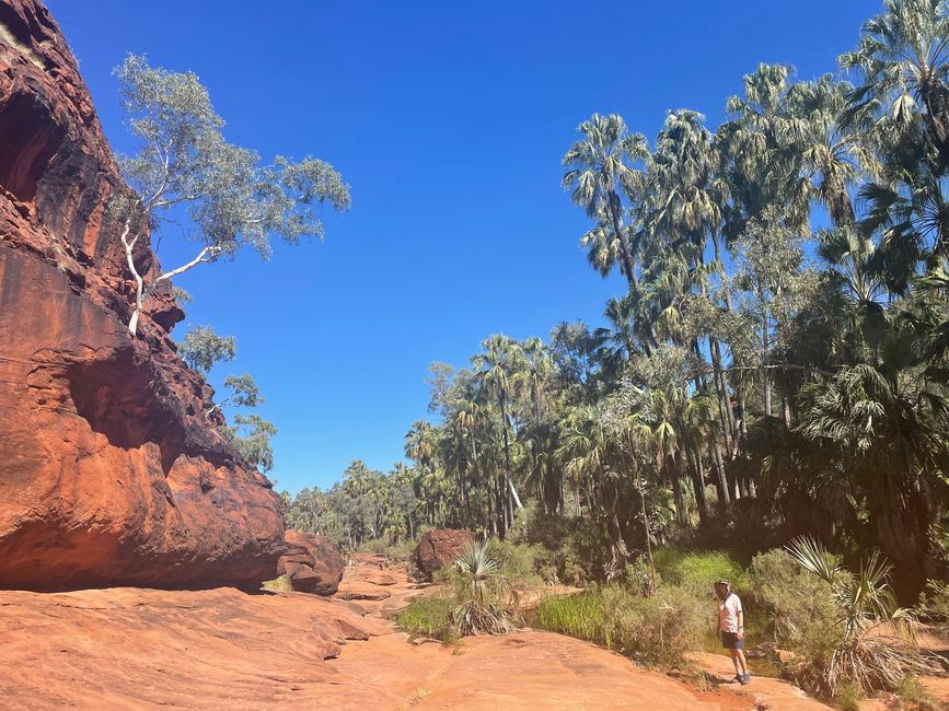 Ghost Gum on the left and palm grove on the right