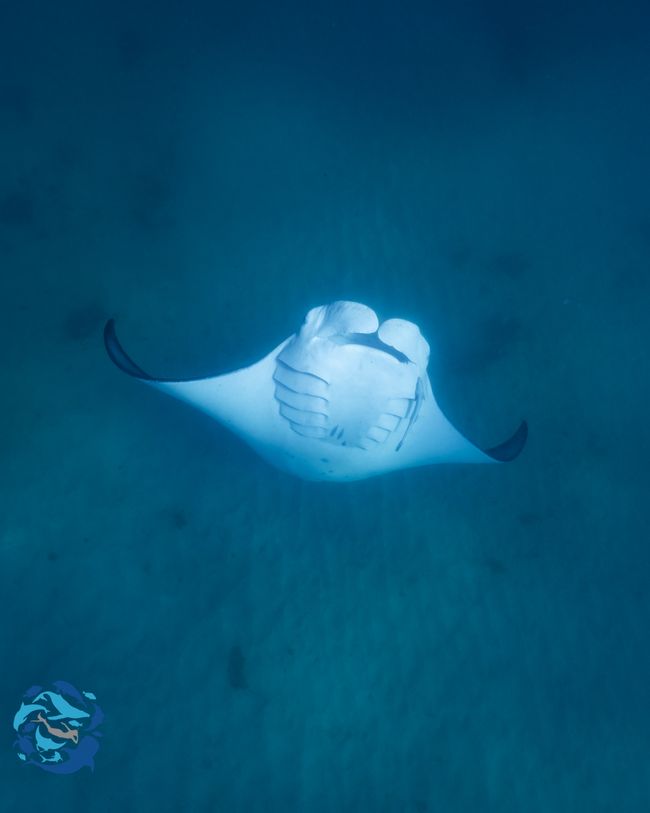 Snorkeling