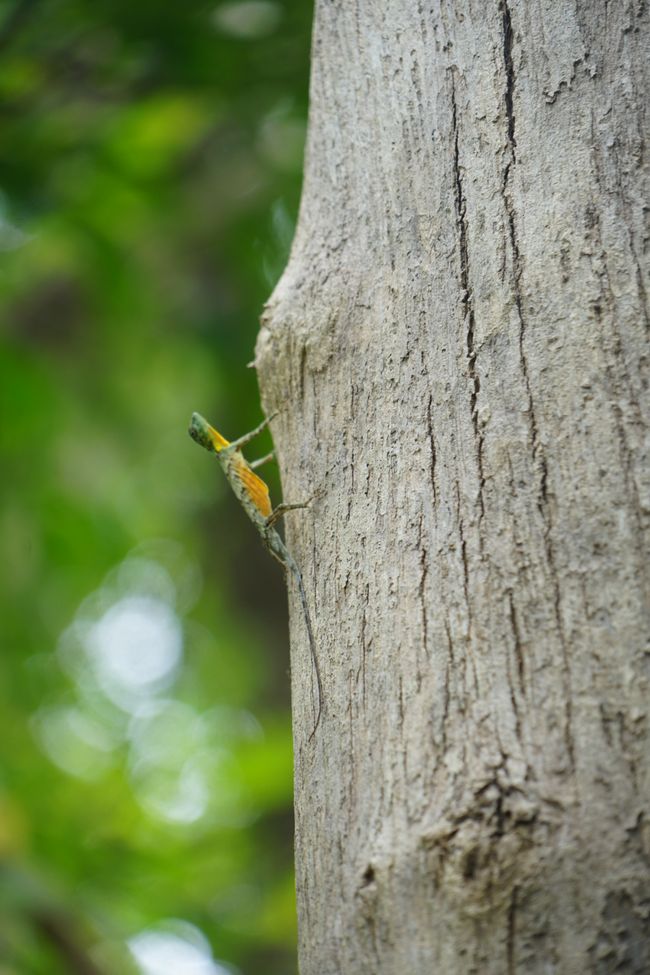 Parque Nacional Tangkoko