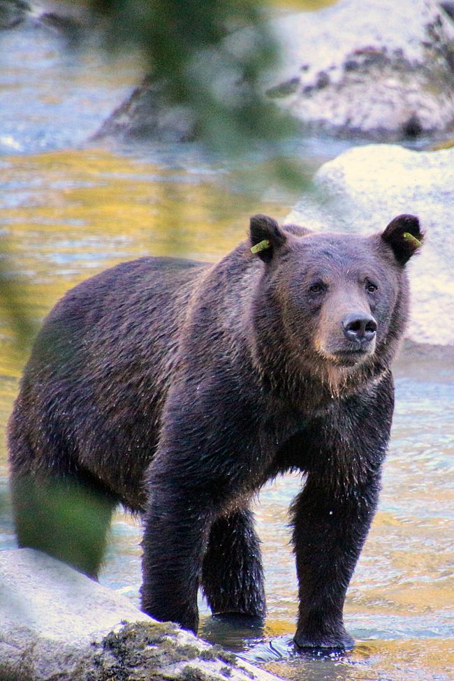 Day 26: Chilkoot River - a big bear show & photoshoot with 'Lulu'