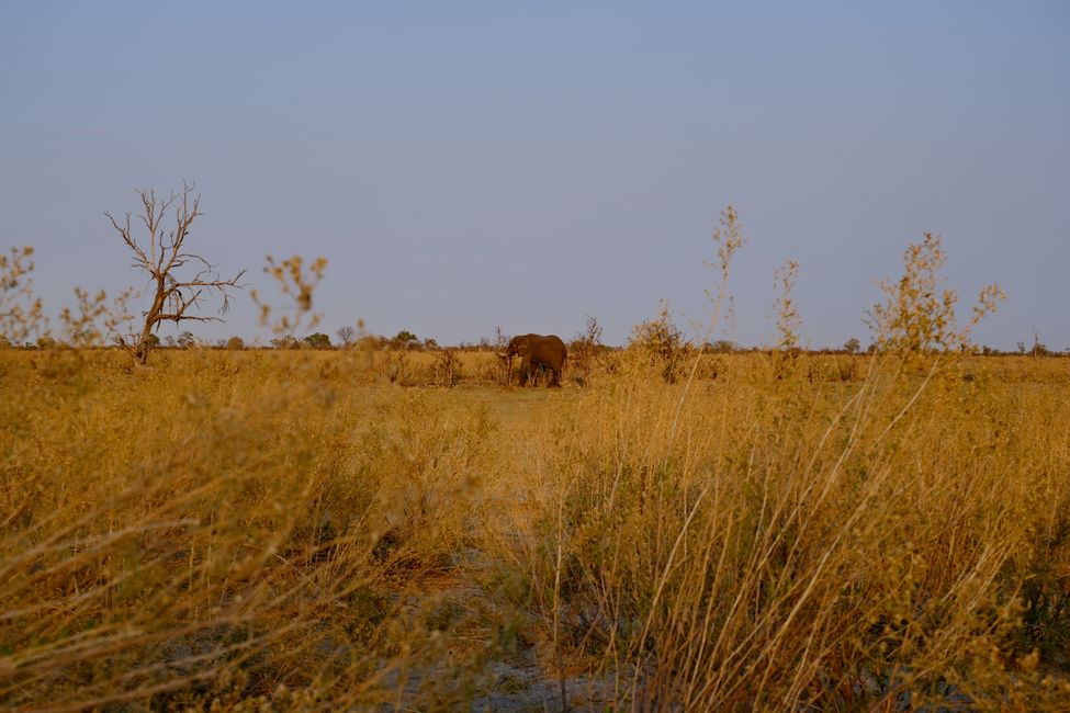 Delta del Okavango 🇧🇼