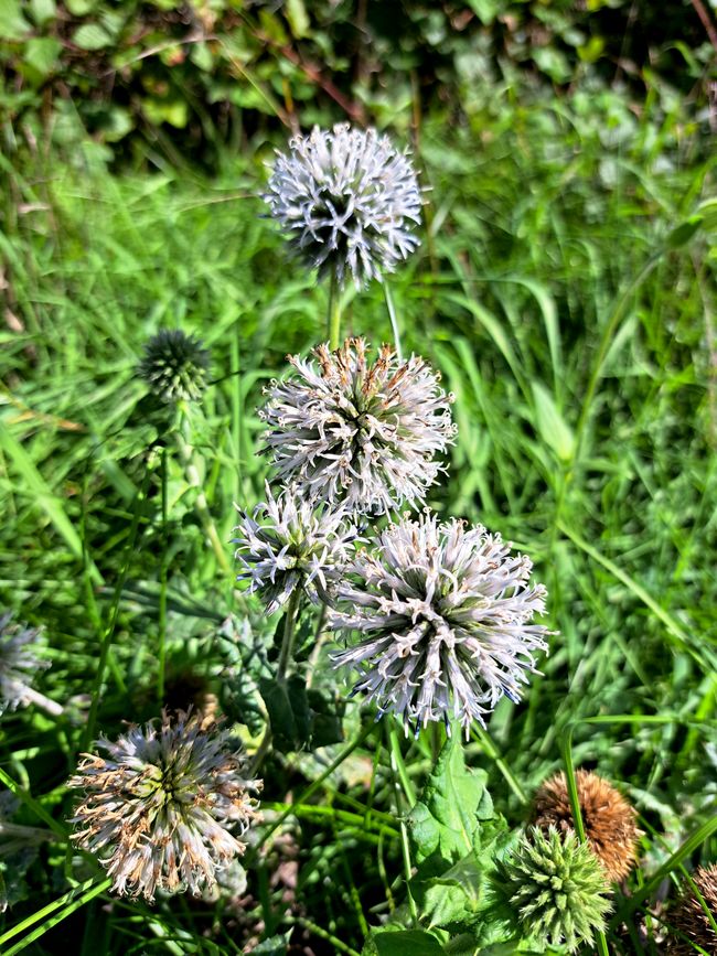 Drüsige Kugeldistel