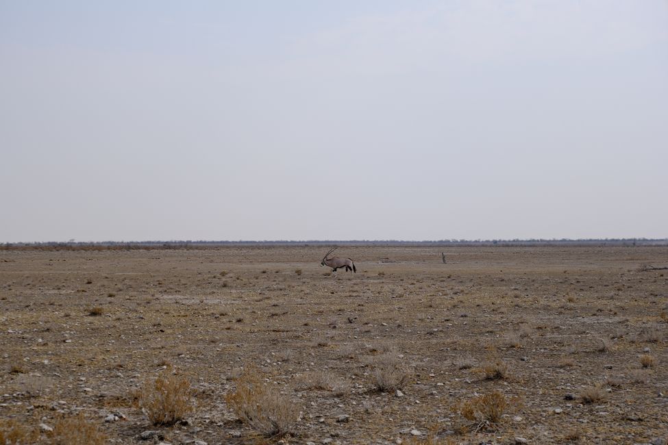 Etosha National Park 🐘🦒