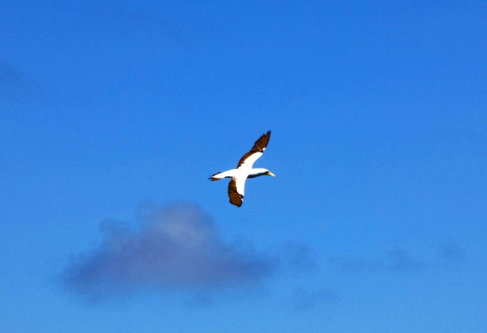 Traversée vers Alotau - Oiseaux marins et poissons volants